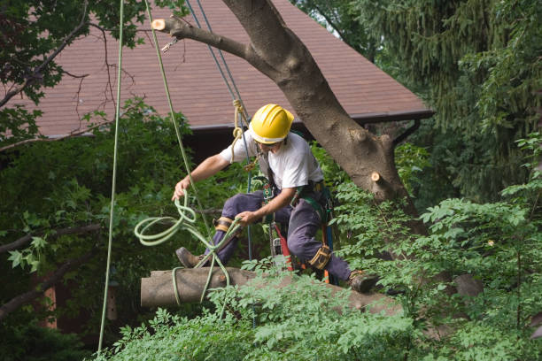 Best Tree Trimming and Pruning  in Treasure Lake, PA