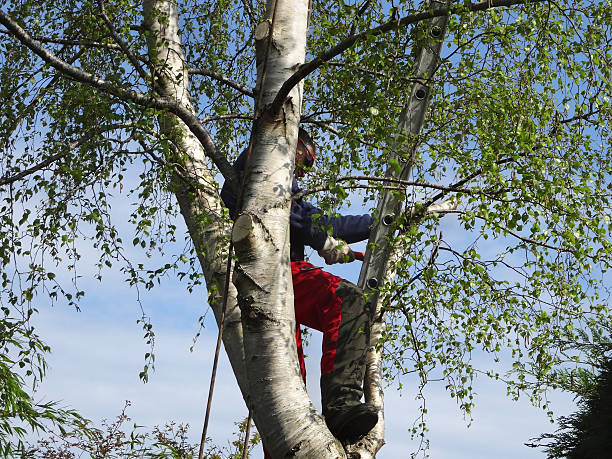 How Our Tree Care Process Works  in  Treasure Lake, PA