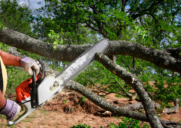 Best Storm Damage Tree Cleanup  in Treasure Lake, PA