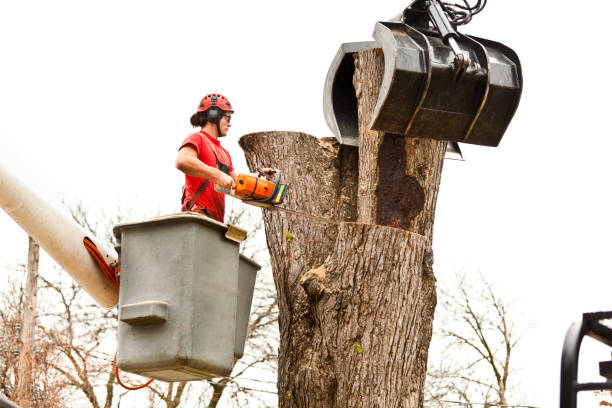 Best Tree Risk Assessment  in Treasure Lake, PA